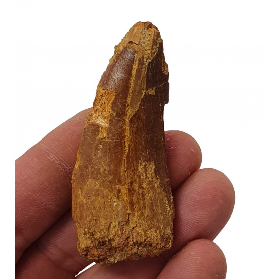 carcharodontosaurus saharicus (tooth) african Trex