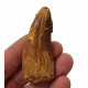 carcharodontosaurus saharicus (tooth) african Trex