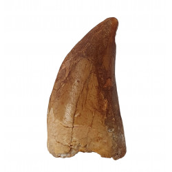 carcharodontosaurus saharicus (dent) Trex africain