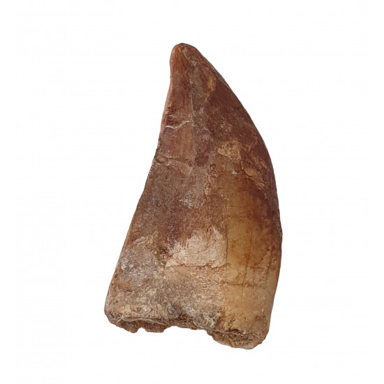 carcharodontosaurus saharicus (tooth) african Trex
