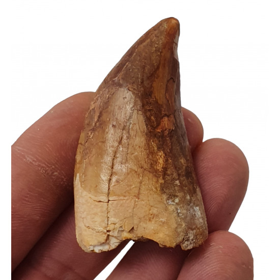 carcharodontosaurus saharicus (tooth) african Trex