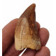 carcharodontosaurus saharicus (tooth) african Trex
