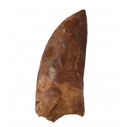 carcharodontosaurus saharicus (dent) Trex africain
