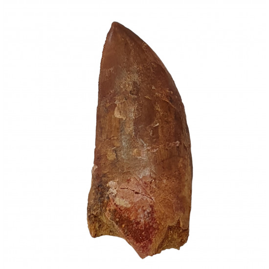 carcharodontosaurus saharicus (tooth) african Trex