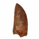 carcharodontosaurus saharicus (tooth) african Trex