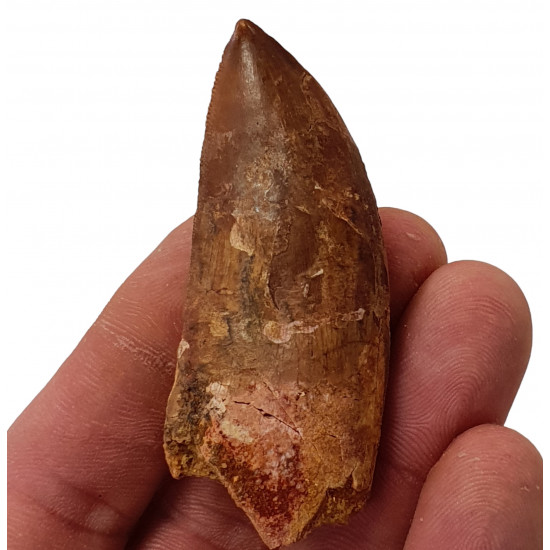 carcharodontosaurus saharicus (tooth) african Trex