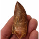 carcharodontosaurus saharicus (tooth) african Trex