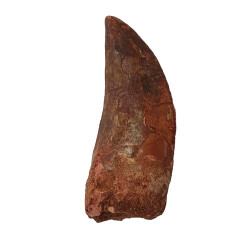 carcharodontosaurus saharicus (dent) Trex africain