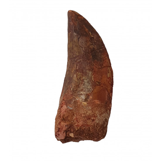 carcharodontosaurus saharicus (tooth) african Trex