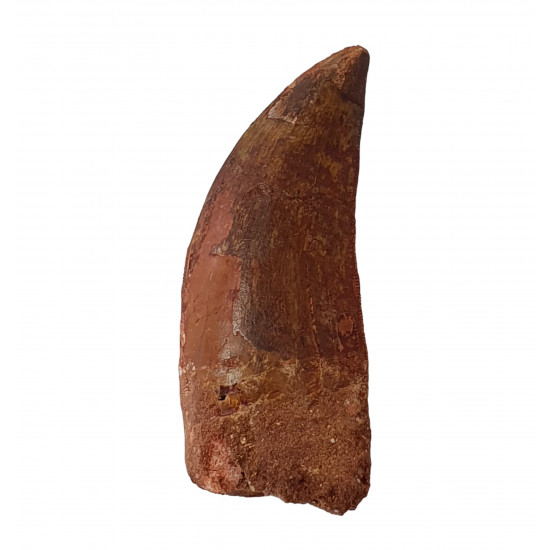 carcharodontosaurus saharicus (tooth) african Trex
