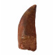 carcharodontosaurus saharicus (tooth) african Trex