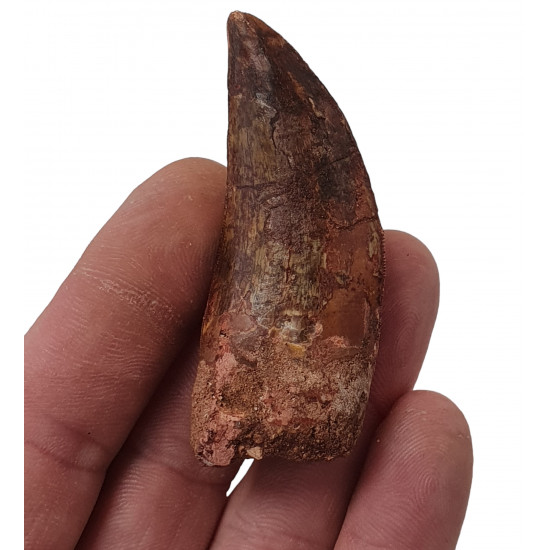 carcharodontosaurus saharicus (tooth) african Trex