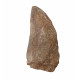 carcharodontosaurus saharicus (tooth) african Trex