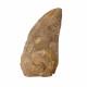carcharodontosaurus saharicus (tooth) african Trex