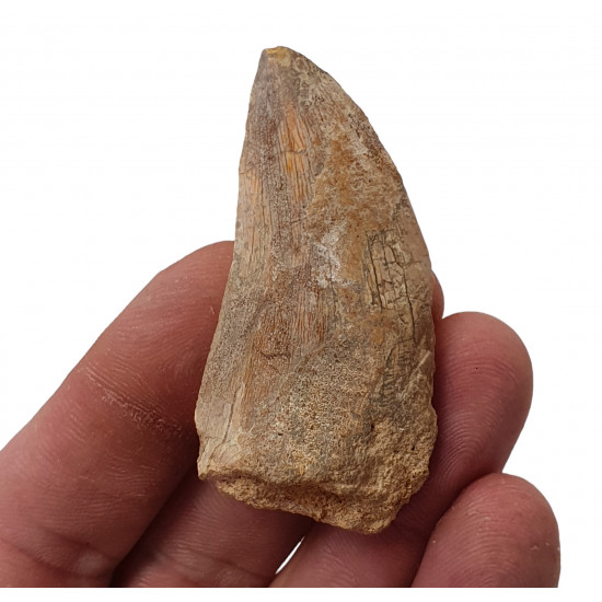 carcharodontosaurus saharicus (tooth) african Trex