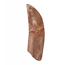 carcharodontosaurus saharicus (dent) Trex africain