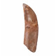 carcharodontosaurus saharicus (tooth) african Trex