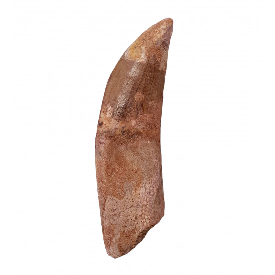carcharodontosaurus saharicus (tooth) african Trex