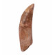 carcharodontosaurus saharicus (tooth) african Trex