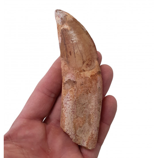 carcharodontosaurus saharicus (tooth) african Trex