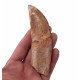 carcharodontosaurus saharicus (tooth) african Trex