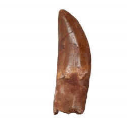 carcharodontosaurus saharicus (dent) Trex africain