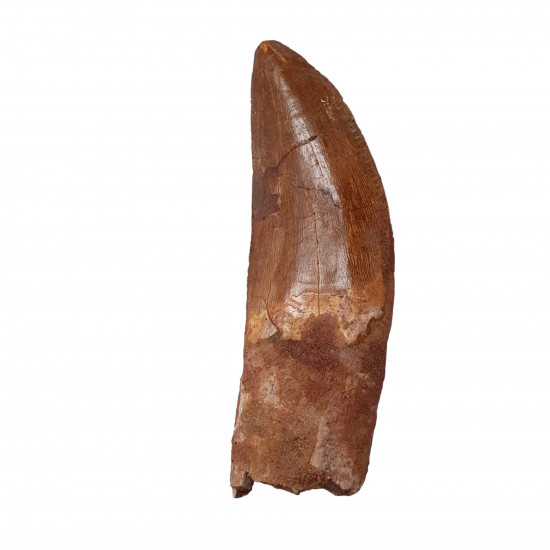 carcharodontosaurus saharicus (tooth) african Trex