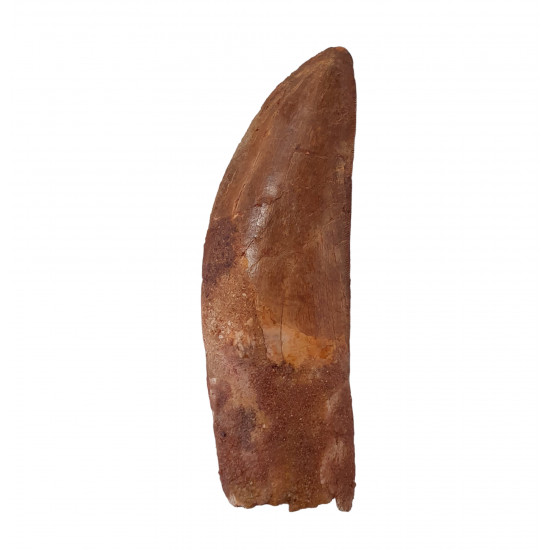 carcharodontosaurus saharicus (tooth) african Trex
