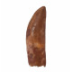 carcharodontosaurus saharicus (tooth) african Trex