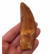 carcharodontosaurus saharicus (tooth) african Trex