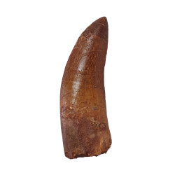 carcharodontosaurus saharicus (dent) Trex africain