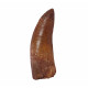 carcharodontosaurus saharicus (tooth) african Trex