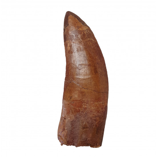 carcharodontosaurus saharicus (tooth) african Trex