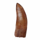 carcharodontosaurus saharicus (tooth) african Trex