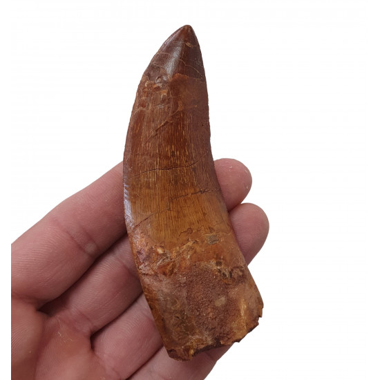 carcharodontosaurus saharicus (tooth) african Trex