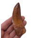 carcharodontosaurus saharicus (tooth) african Trex