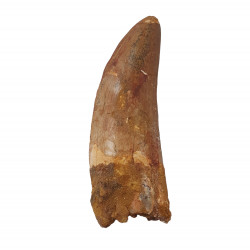 carcharodontosaurus saharicus (dent) Trex africain