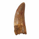carcharodontosaurus saharicus (tooth) african Trex