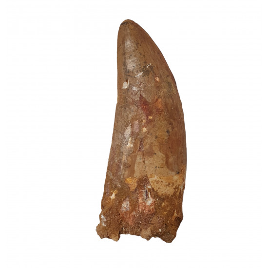 carcharodontosaurus saharicus (tooth) african Trex