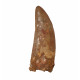 carcharodontosaurus saharicus (tooth) african Trex