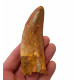 carcharodontosaurus saharicus (tooth) african Trex