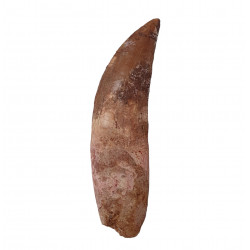 carcharodontosaurus saharicus (dent) Trex africain