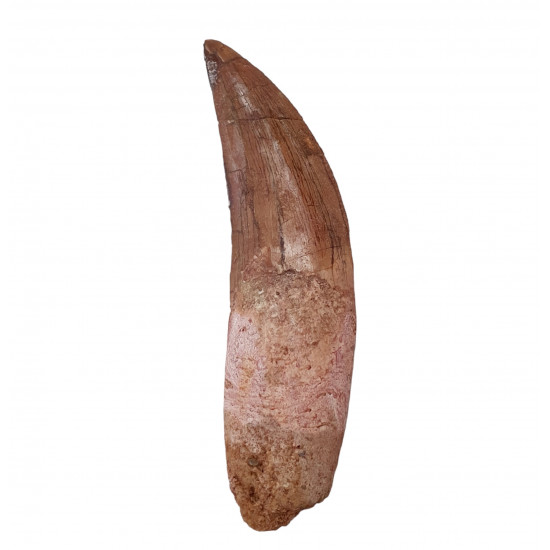 carcharodontosaurus saharicus (dent) Trex africain
