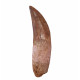 carcharodontosaurus saharicus (dent) Trex africain