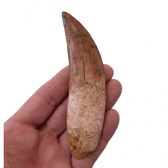 carcharodontosaurus saharicus (dent) Trex africain