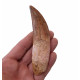 carcharodontosaurus saharicus (dent) Trex africain