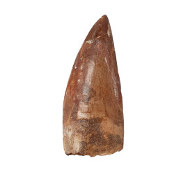 carcharodontosaurus saharicus (dent) Trex africain