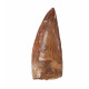 carcharodontosaurus saharicus (tooth) african Trex