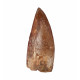 carcharodontosaurus saharicus (tooth) african Trex