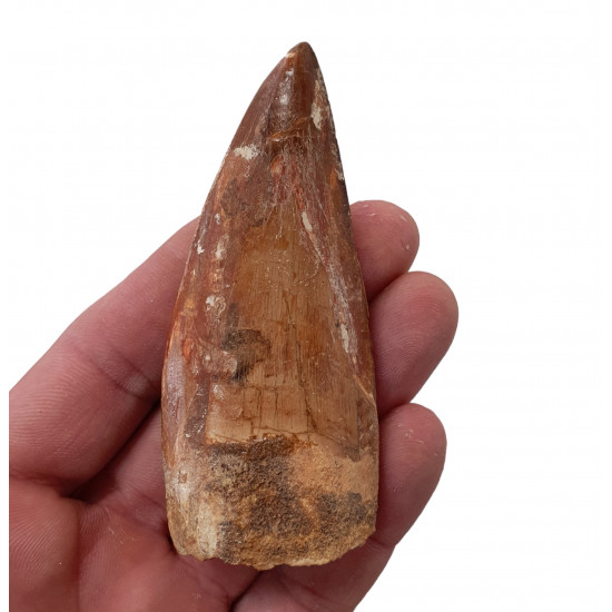 carcharodontosaurus saharicus (tooth) african Trex